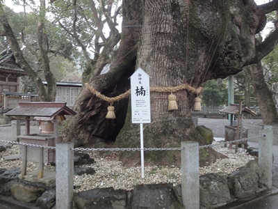 大麻比古神社 (4).JPG