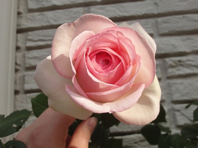 Rose (1).JPG