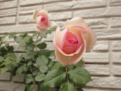 Rose (2).JPG