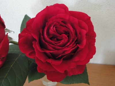 Rose_2015 (3).JPG